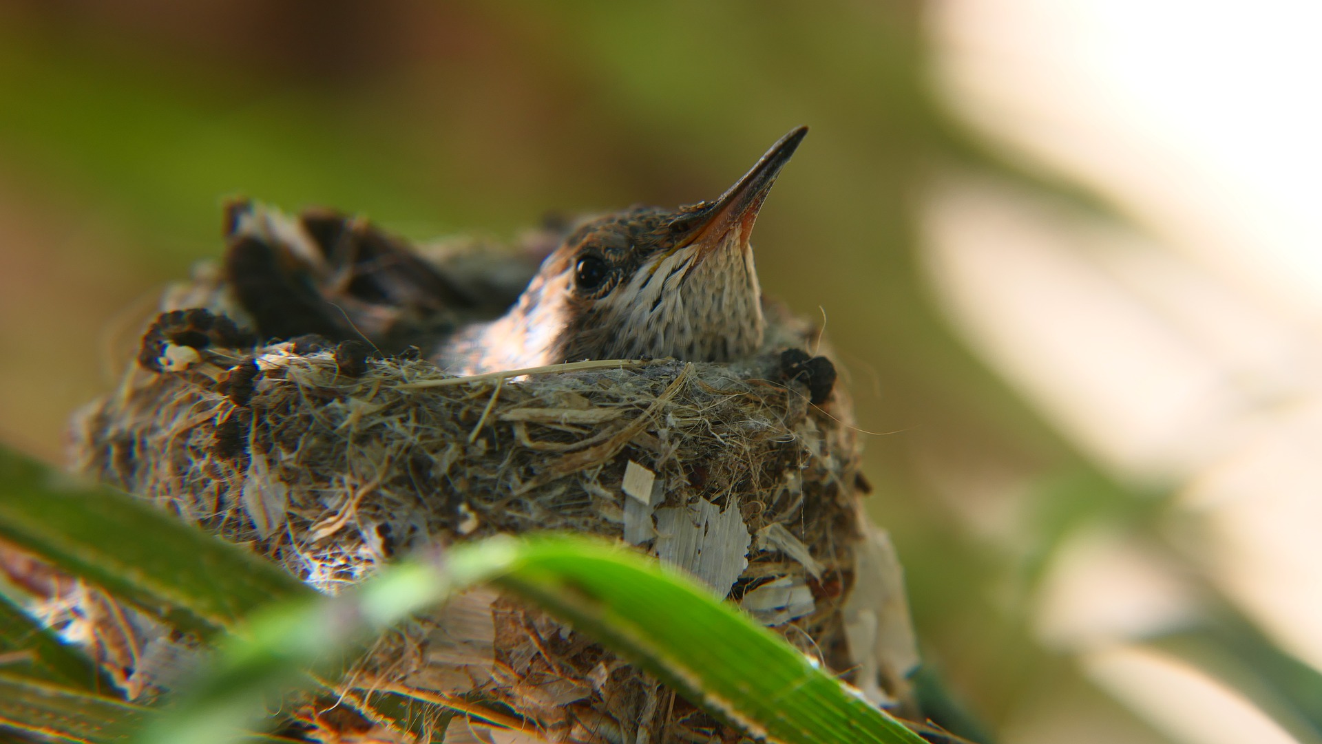 Hummingbird in the Car Park – Kollibri auf dem Parkplatz